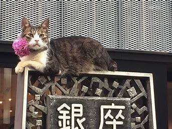 20181107neko.jpg